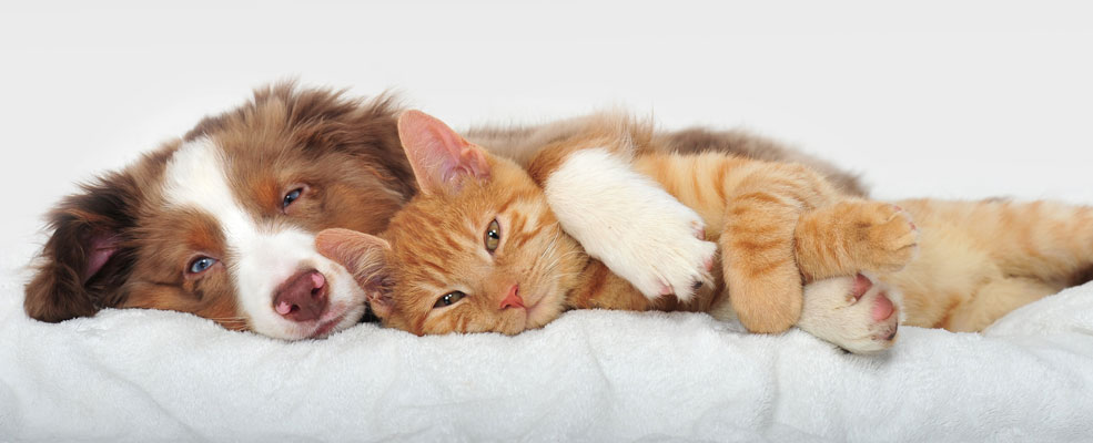 ペットショップ・動物病院・トリミングサロン